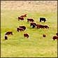 Cattle grazing