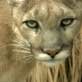Mountain lion